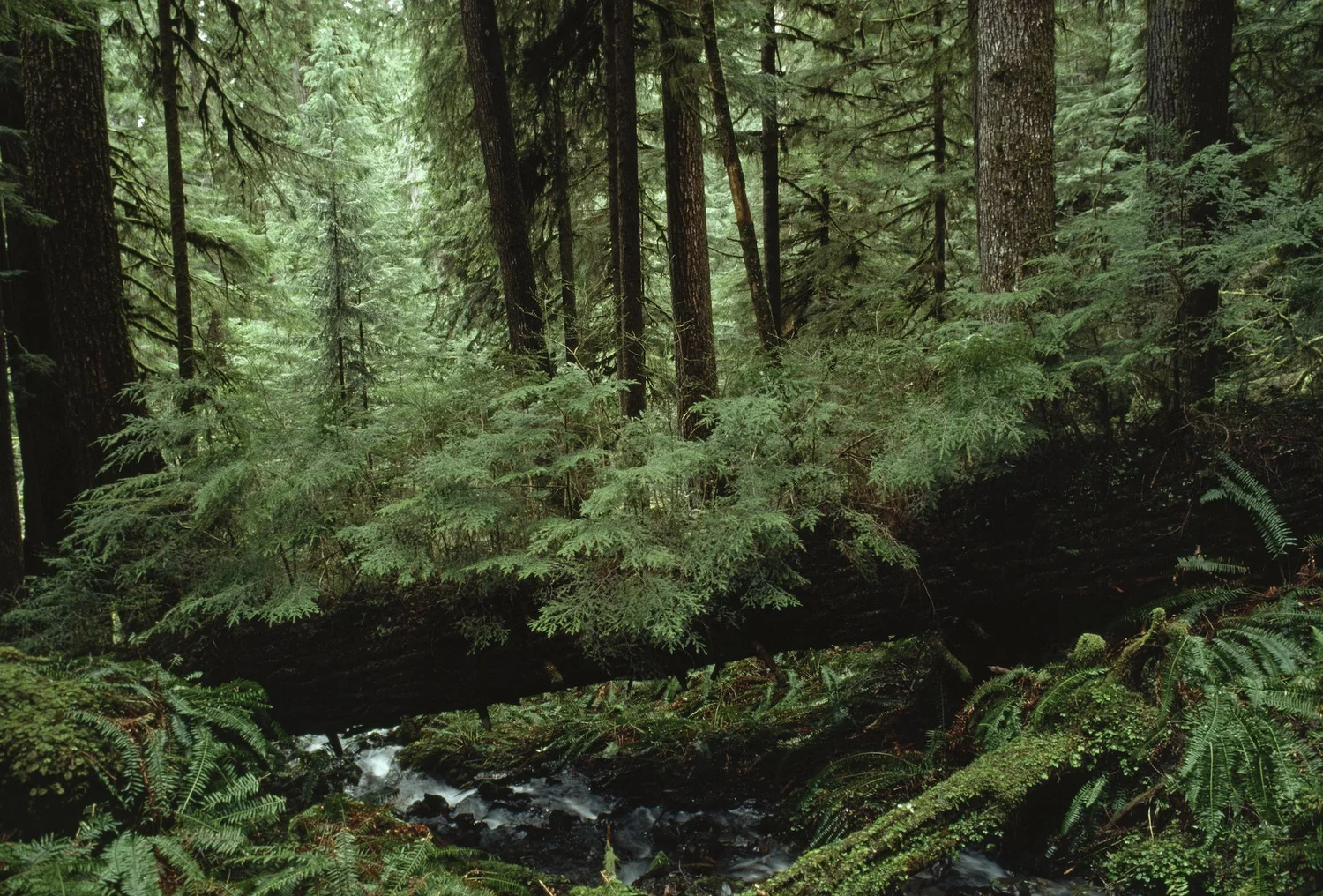 hoh river valley forest, a moodboard reference for the 'lost in thought' nature photography series
